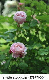 Light Pink Striped Double Shrub Rose Billet Doux Flowers In A Garden In June 2012