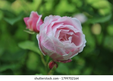 Light Pink Striped Double Shrub Rose Billet Doux Flowers In A Garden In June 2012