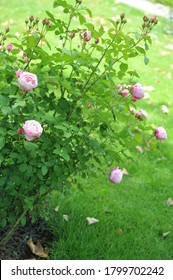 Light Pink Striped Double Shrub Rose Billet Doux Flowers In A Garden In June 2012