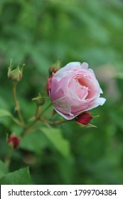 Light Pink Striped Double Shrub Rose Billet Doux Flowers In A Garden In June 2012