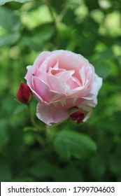 Light Pink Striped Double Shrub Rose Billet Doux Flowers In A Garden In June 2012