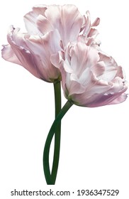 Light pink tulips. Flowers on  white isolated background.                   