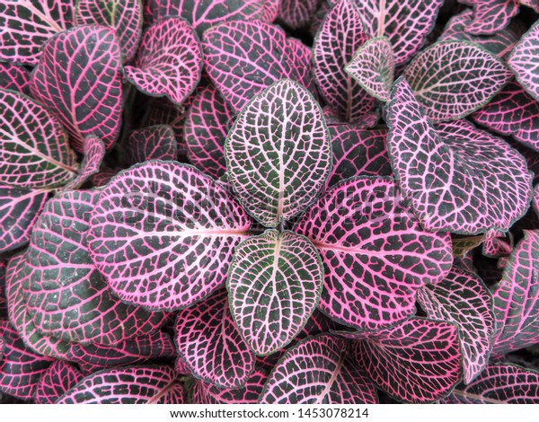 Light Pink Veins Leaves Nerve Plant Stockfoto 1453078214 Shutterstock 