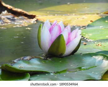 Light pink water lily in a pond       
