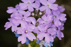 Light Purple, Blooming Prairie Verbena, With Tiny Bug. Isolated Closeup. Select Focus. Dakota Mock Vervain. Glandularia Bipinnatifida