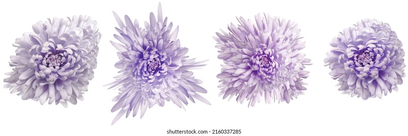 Light purple  chrysanthemums flowers   on white isolated background with clipping path. Closeup.  Nature.  - Shutterstock ID 2160337285