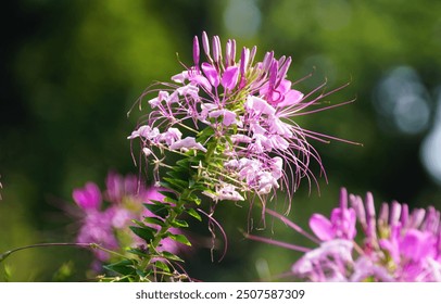 Light purple color of Spider-Flower 'Violet Queen' with scientific name Cleome houtteana - Powered by Shutterstock