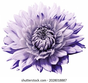 Light purple dahlia  flower  on  a white isolated background. Closeup. For design. Nature. - Powered by Shutterstock