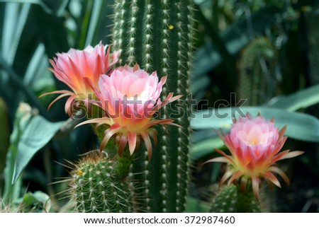 Cactus Flowers - Free Stock Photo by Pixabay on