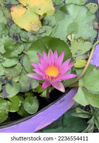 a light purple lotus flower in flowerpot filled and water