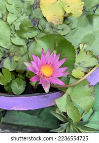 a light purple lotus flower in flowerpot filled and water