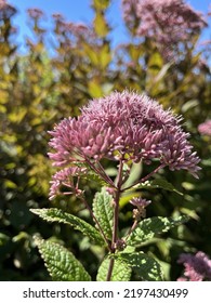 Light Purple Milkweed In Summer