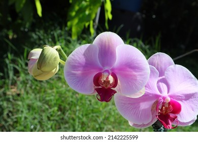 Light purple moth orchid flowers with a natural background. (Phalaenopsis)