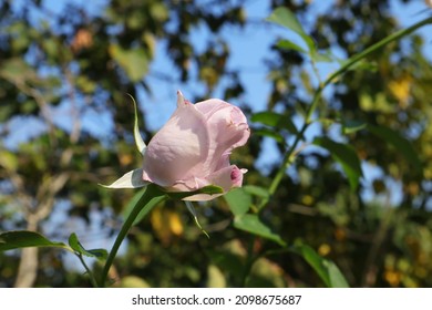 Light Purple Rose Bud With A Natural Background.