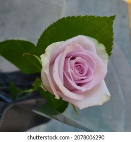 A Light Purple Rose On The Asphalt Road