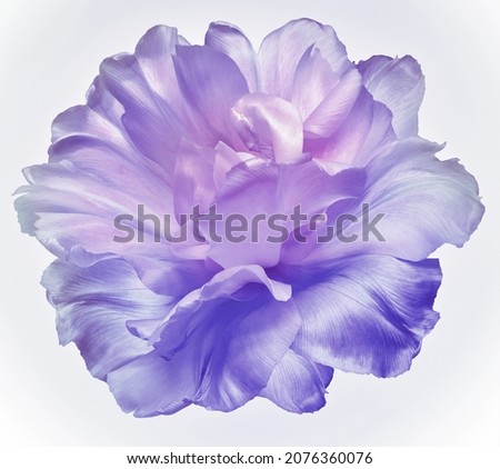 Light purple tulip flower  on white isolated background. Closeup. For design. Nature. 