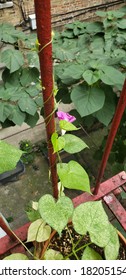 Light Purple And White Morning Glory On Vine Climbing A Fire Escape Pole In An Urban Garden In New York City.