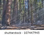 Light rays coming through the trees at Sequoia National Park.