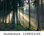 Light rays coming through the trees in the forest at morning time in Germany