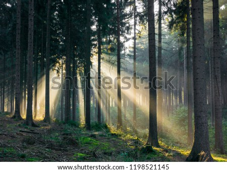 Light rays coming through the trees in the forest at morning time in Germany