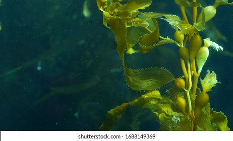 kelp forest plants