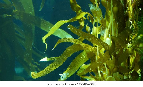 Light rays filter through a Giant Kelp forest. Macrocystis pyrifera. Diving, Aquarium and Marine concept. Underwater close up of swaying Seaweed leaves. Sunlight pierces vibrant exotic Ocean plants. - Shutterstock ID 1699856068