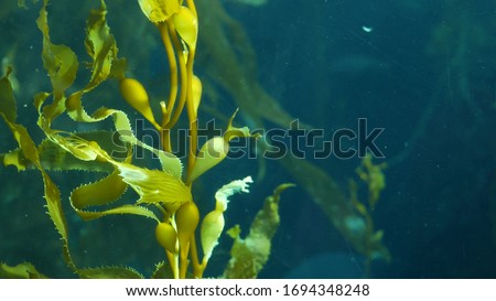 Light rays filter through a Giant Kelp forest. Macrocystis pyrifera. Diving, Aquarium and Marine concept. Underwater close up of swaying Seaweed leaves. Sunlight pierces vibrant exotic Ocean plants.