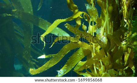 Light rays filter through a Giant Kelp forest. Macrocystis pyrifera. Diving, Aquarium and Marine concept. Underwater close up of swaying Seaweed leaves. Sunlight pierces vibrant exotic Ocean plants.