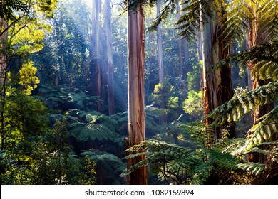 Light Rays Shingint Through Native Australian Rainforest - Gum Trees And Ferns