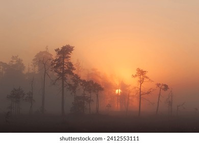 Light rays of the sun piercing through the thick fog
