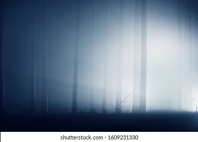 Light rays through the silhouettes of the pine and birch trees at night. Dark forest scene. Sigulda, Latvia