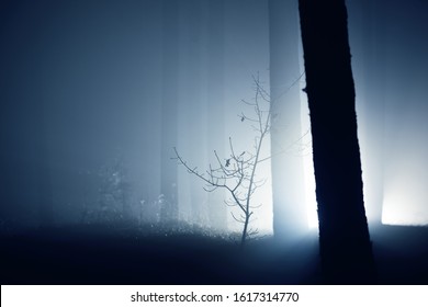 Light rays through the silhouettes of the pine and birch trees at night. Dark forest scene. Sigulda, Latvia