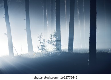 Light rays through the silhouettes of the pine and birch trees at night. Dark forest scene. Sigulda, Latvia