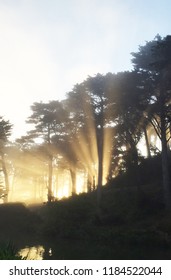 Light Rays Trees 