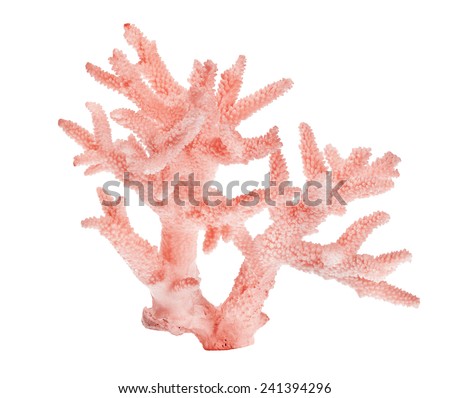 light red coral isolated on white background