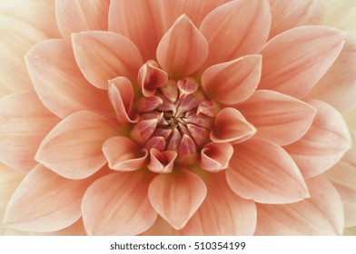 Light Red Dahlia Flower Macro