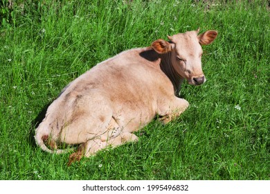 Light Red Heifer Resting Among The Grass In The Meadow