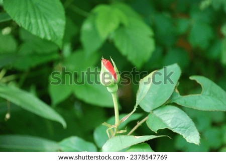 Light red semi-closed rose. A medium-sized flower with a red core and several thin, wide red petals twisted into a bud. The flower grows on a thin stem on a rose bush