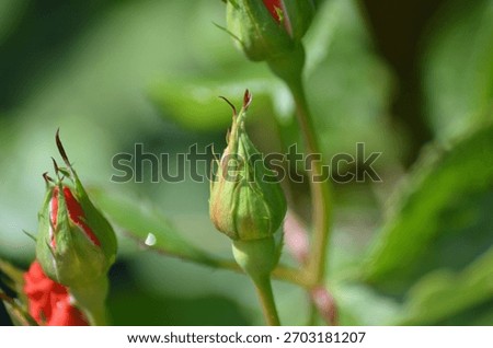 A light red, semi-closed rose. The medium-sized flower has a red center and several thin, wide red petals twisted into a bud. The flower grows on a slender rose bush stem.