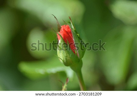 A light red, semi-closed rose. The medium-sized flower has a red center and several thin, wide red petals twisted into a bud. The flower grows on a slender rose bush stem.