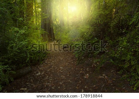 Light in the redwoods