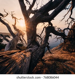 The light of the rising sun makes cortex of the dead juniper tree trunk looks more textured, the shadow of bent bough drops on the slope looks like the shape old dragon, Crimea