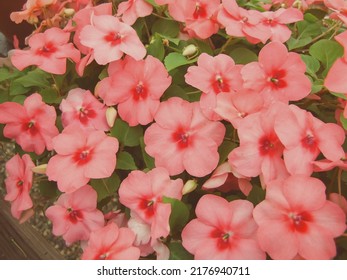 Light salmon impatiens in potted, scientific name Impatiens walleriana flowers also called Balsam, flower bed of blossoms in white