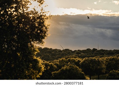 Light from the setting sun shining over a green forest in Salamanca, Spain, with modern wind turbines and a bird flying in the cloudy sky