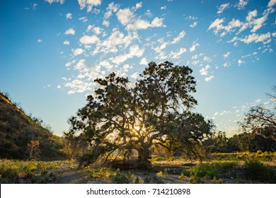 Light From The Setting Sun Streams Down A California Valley Between Branches Of An Oak Tree.