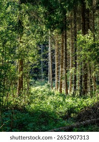 Light and shade on a forest path in a mixed forest