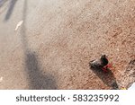 Light and Shadow 