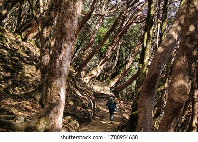 Light And Shadow Of Azalea Forest