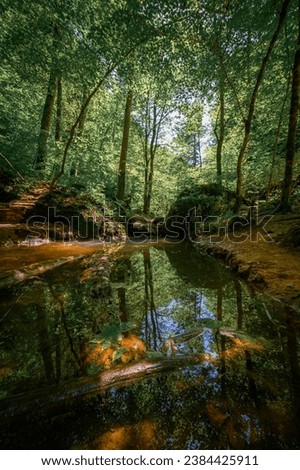 Similar – Green forest in the summer reflecting colors in a rive