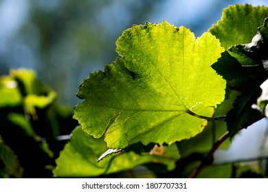 Light and shadow dance across the surface of a green grape leaf in a summer vineyard.